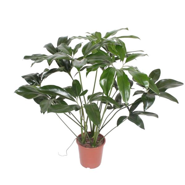 Potted rubber plant with glossy green leaves in a terracotta pot on a white background
