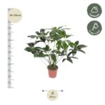 Potted houseplant with 110–130 cm height shown beside a vertical ruler; 27 cm pot diameter; icons indicate half shade and watering weekly.
