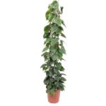 Tall potted trailing vine with dense green heart-shaped leaves in a terracotta pot used as a decorative indoor plant.