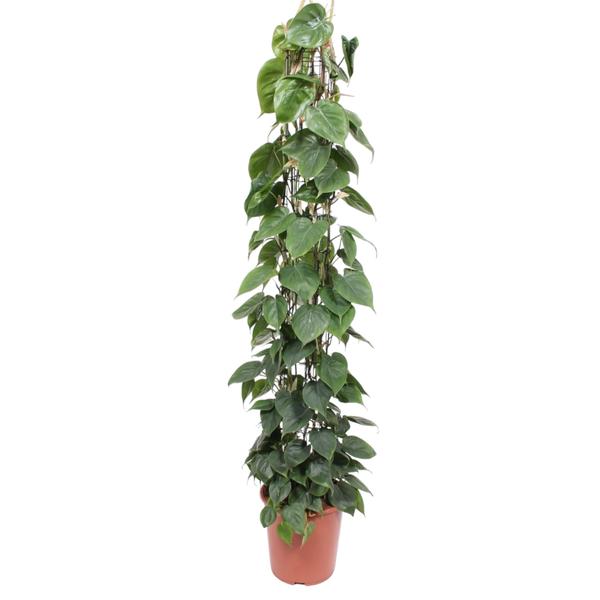 Tall potted trailing vine with dense green heart-shaped leaves in a terracotta pot used as a decorative indoor plant.