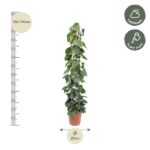 Tall potted climbing vine with green leaves, about 150–170 cm tall, pot ~27 cm diameter, suited for half shade, water weekly.
