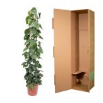 Tall potted green vine with large heart-shaped leaves beside an open brown cardboard shipping box with interior supports.