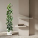 Tall green plant in a white pot beside a beige wall with two floating white shelves and a small stack of books.