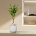 Potted yucca plant with tall green leaves in a ribbed gray planter on a beige countertop near a built-in shelf.
