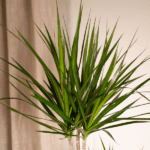 Tall indoor plant with thin, pointed green leaves growing from a light trunk center.