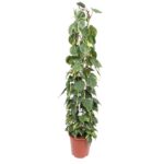 Tall potted climbing plant with dense green leaves in a terracotta pot against a white background.