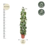 Tall climbing houseplant in a red pot, about 150–170 cm tall with 27 cm pot diameter; care: half shade, water weekly.