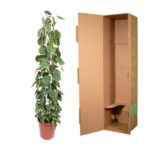 Tall potted green leafy plant next to an open brown cardboard shipping box that’s empty inside.