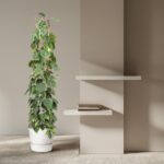 Tall potted vine beside a beige wall with two white floating shelves and a small book stack on the shelves.