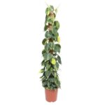 Pothos climbing plant in a brown plastic pot, with dense heart-shaped green leaves growing up a vertical stake.