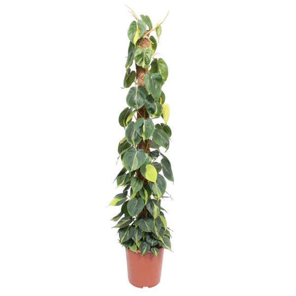 Pothos climbing plant in a brown plastic pot, with dense heart-shaped green leaves growing up a vertical stake.