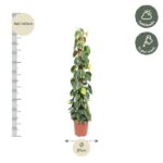 Tall leafy houseplant in a terracotta pot, about 140–160 cm tall, 27 cm pot, suitable for half shade and weekly watering.
