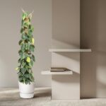 Tall potted vine with green leaves beside a beige wall and two white floating shelves, one with a small stack of books in a minimalist interior.