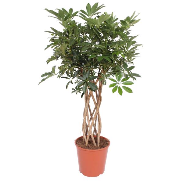Braided-trunk ficus plant in a terracotta pot with dense green leaves for indoor decor**