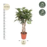 Indoor braided ficus tree in a terracotta pot, about 130–150 cm tall with a 30 cm pot diameter; suitable for half shade and weekly watering.