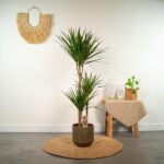 Tall indoor plant in a ceramic pot sits on a round jute rug, with a woven wall hanging and a side table displaying plants and decor pieces.