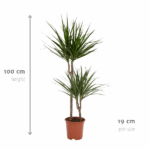 Dracaena houseplant with two trunks in a terracotta pot, about 100 cm tall and 19 cm pot.