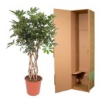 Potted indoor tree with braided trunk beside an opened cardboard delivery box.
