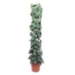 Tall variegated pothos (devil's ivy) with white-speckled green leaves in a terracotta pot, trailing upward as a houseplant