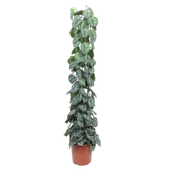 Tall variegated pothos (devil's ivy) with white-speckled green leaves in a terracotta pot, trailing upward as a houseplant
