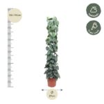Tall potted plant with climbing green leaves next to a height guide showing 150–170 cm, pot diameter 27 cm; care tips: half shade and weekly watering.