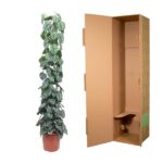 Tall potted houseplant with variegated green leaves standing next to a large empty brown shipping box