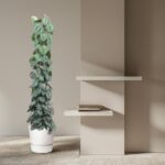 Tall pothos plant in a white pot beside a beige wall with two floating shelves and a small stack of books in between.