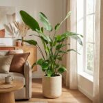 Tall green indoor plant in a beige pot beside a window in a sunny living room, with a sofa and coffee table nearby.