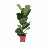 Fiddle leaf fig houseplant with large glossy green leaves in a brown plastic pot