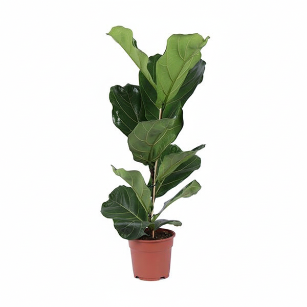 Fiddle leaf fig houseplant with large glossy green leaves in a brown plastic pot