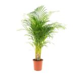 Potted palm plant with lush green fronds in a terracotta pot on white background, with a care tag attached.