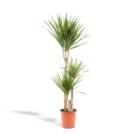 Dracaena plant with three tall trunks and spiky green leaves in a terracotta pot, plant tag visible