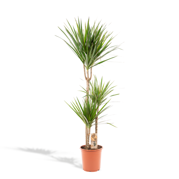 Dracaena plant with three tall trunks and spiky green leaves in a terracotta pot, plant tag visible