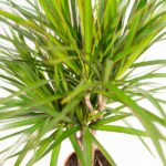 Dracaena marginata plant with long narrow green leaves and brown trunk seen from above.