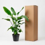Potted green plant beside a tall cardboard shipping box on a white background.