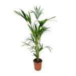 Tall potted palm with multiple slender fronds in a terracotta pot.