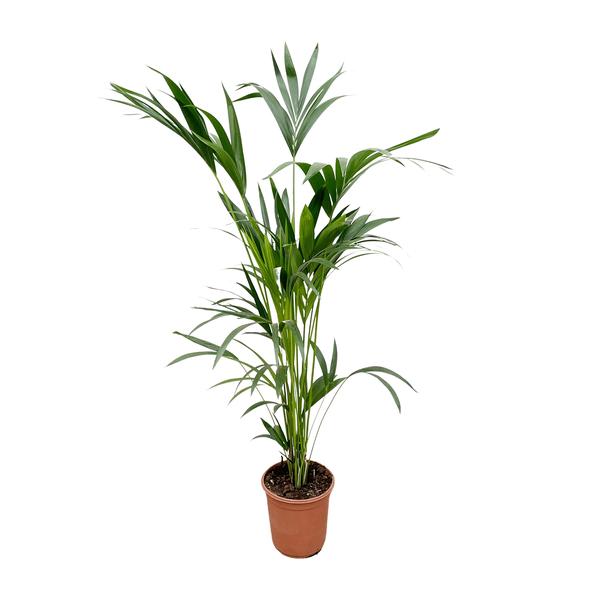 Tall potted palm with multiple slender fronds in a terracotta pot.