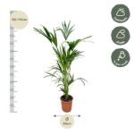 Tall potted indoor plant with height scale reading 150–170 cm and a 24 cm pot, plus care icons for half shade, shade, and water once per week