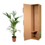 Potted palm plant next to a tall open cardboard box on a white background.