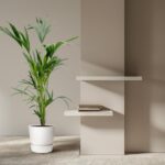 Tall green plant in a white pot beside two floating white shelves on a beige wall, with a small stack of books.