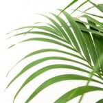 Close-up of green palm fronds against a white background, showing long, arching leaflets