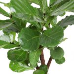 Close-up of a bay laurel plant with glossy, dark green oval leaves on brown stems.