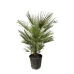 Potted palm plant with fan-shaped green fronds in a black plastic pot