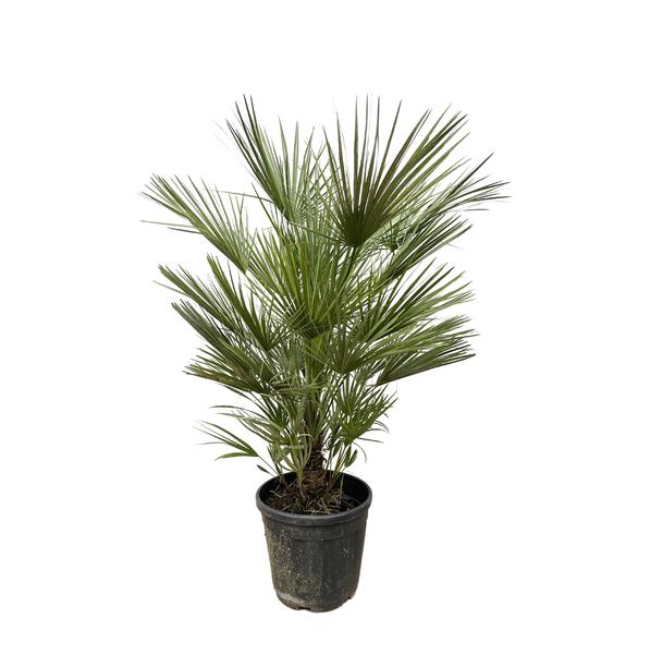 Potted palm plant with fan-shaped green fronds in a black plastic pot