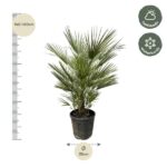 Potted palm plant with a measurement ruler showing 140–160 cm height and 35 cm pot diameter; icons indicate half shade and winter hardiness.