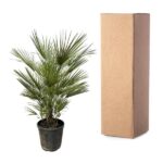 Potted palm plant next to a tall brown cardboard box on a white background