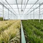 Greenhouse interior with parallel rows of tan and green grasses separated by a central aisle and irrigation conduit overhead.