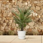 Small palm plant in a white pot on a beige tiled patio with a stone wall backdrop behind it.