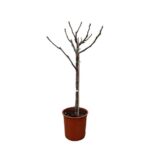 Bare, leafless tree in a terracotta pot with pruning ties on the trunk.