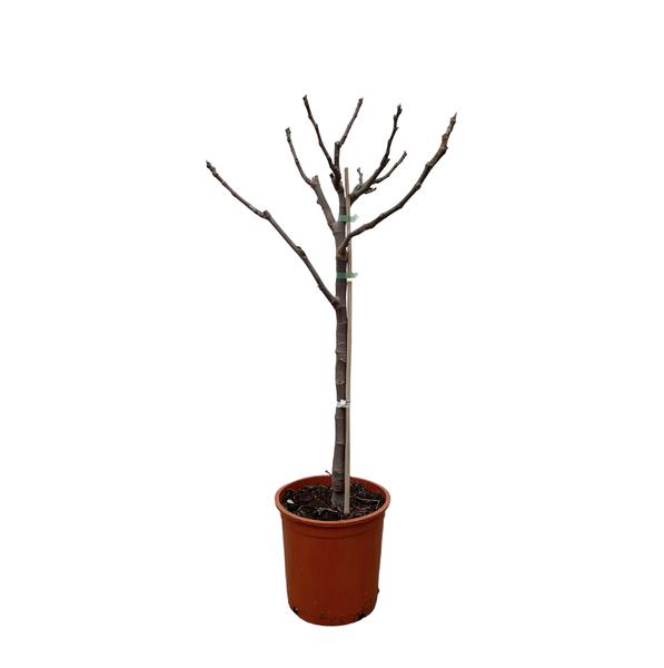 Bare, leafless tree in a terracotta pot with pruning ties on the trunk.